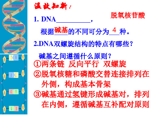 人教版高中生物必修二三三节四节PPT课件