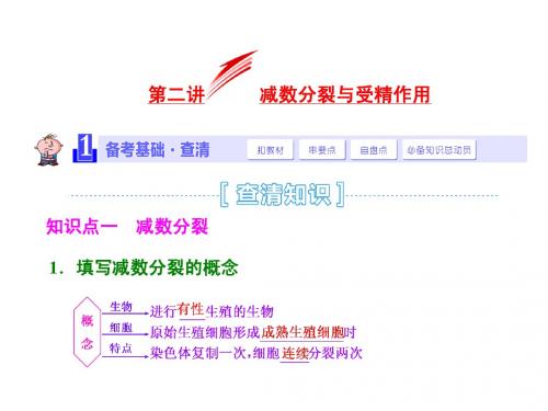 2015届《三维设计》高考生物一轮精品课件：1.4.2减数分裂与受精作用