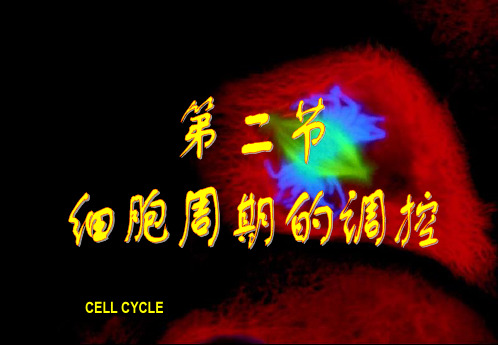 CELLCYCLE一、MPF的发现及其作用