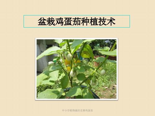 中小学植物栽培竞赛鸡蛋茄