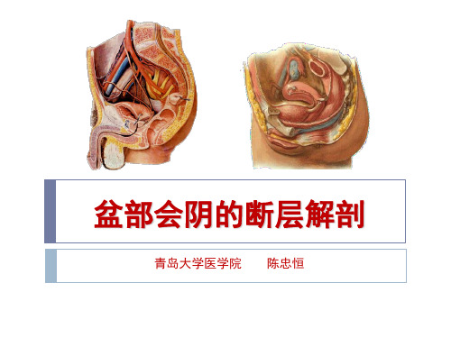 盆部断层影像解剖