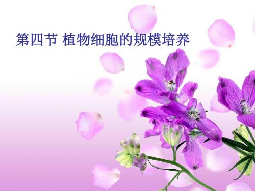 细胞工程-第四节 植物细胞的规模培养-PPT课件