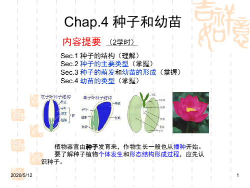 种子和幼苗