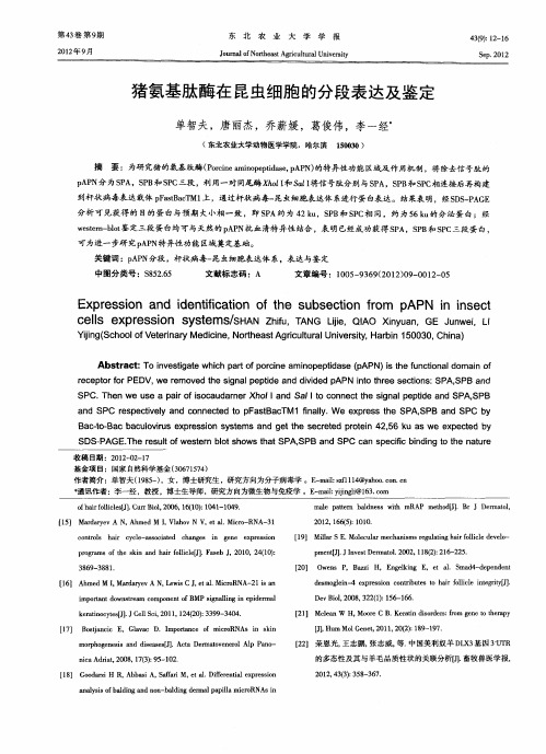 猪氨基肽酶在昆虫细胞的分段表达及鉴定