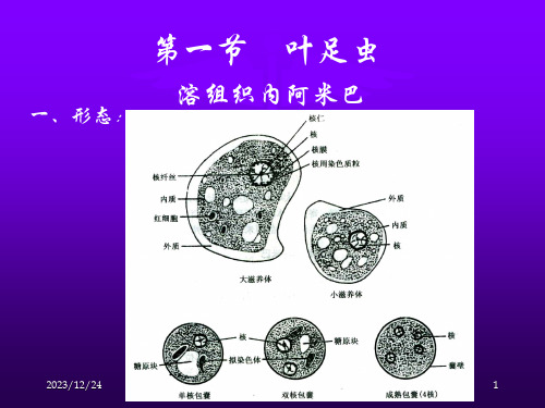 三十四医学原虫课件