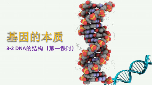 DNA的结构(第一课时)课件-高一下学期生物人教版(2019)必修二