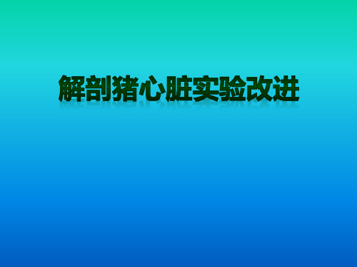 解剖猪心脏实验