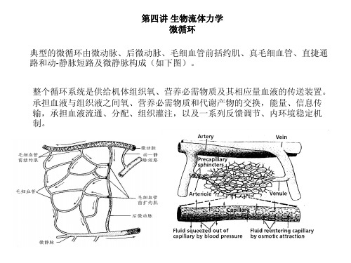 第四讲生物流体力学微循环典型的微循环由微动脉、后微动脉