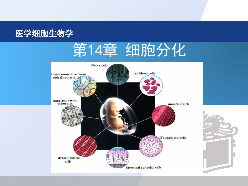 医学细胞生物学-14章 细胞分化(修改后)