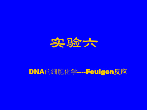 实验6  Feulgen染色观察有丝分裂