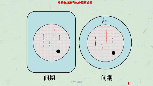 动植物细胞有丝分裂图(高一)课件