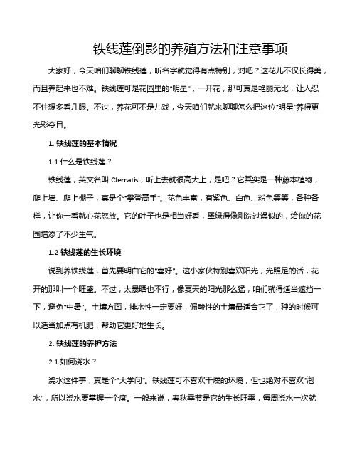 铁线莲倒影的养殖方法和注意事项