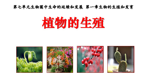 (名师整理)最新人教版生物8年级下册第7单元第1章第1节《植物的生殖》市公开课一等奖课件