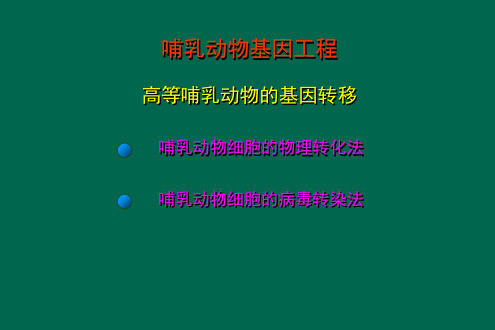 高等哺乳动物的基因转移