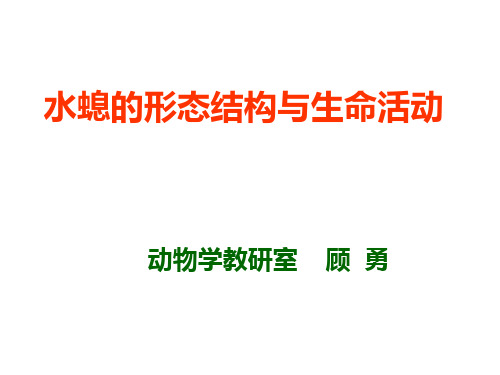 水螅的形态结构与生命活动ppt课件