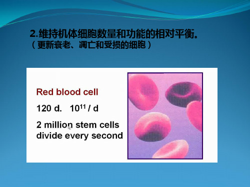 细胞生物学_14细胞增殖与其调控过程分析