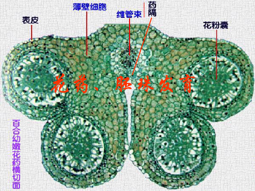 种子植物形态解剖学4(上课用)