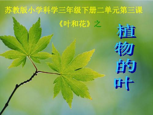 植物的叶 课件