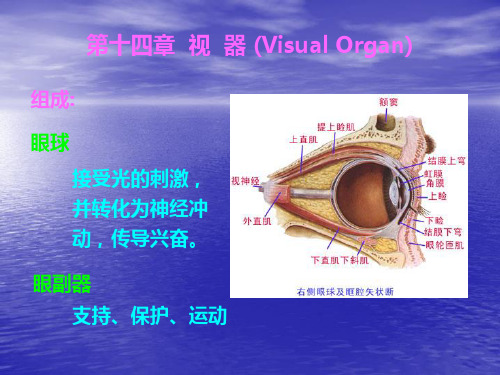 《人体解剖学》课件——视器(人卫版)