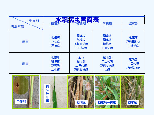 水稻玉米常见病虫害防治