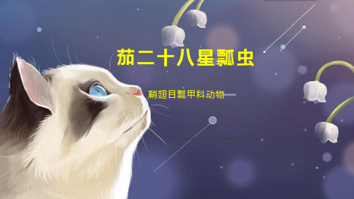 茄二十八星瓢虫