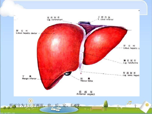 腹部CT-正常表现及常见病CT