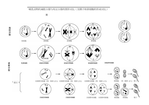 减数分裂与有丝分裂图形及曲线绘制(答案)