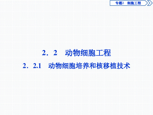 人教版选修3 2.2.1 动物细胞培养和核移植技术 课件(62张)