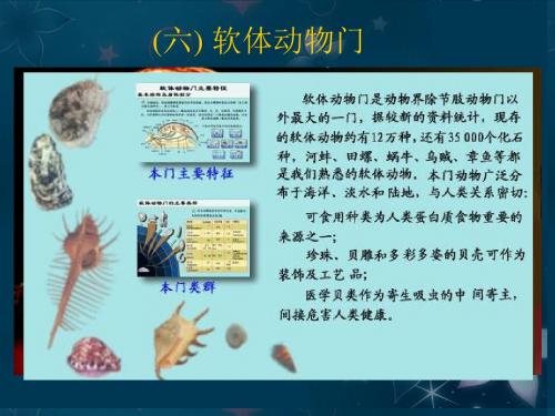 高中生物 奥赛辅导 无脊椎动物课件 新人教版