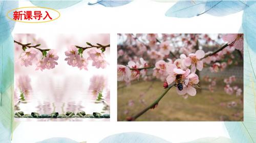 人教版小学语文六年级下册3 桃花心木