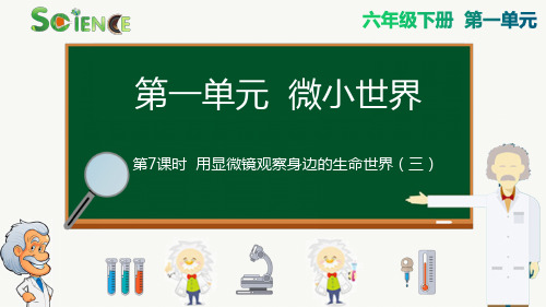 最新科教版小学六年级科学下册《用显微镜观察身边的生命世界(三)》精品课件