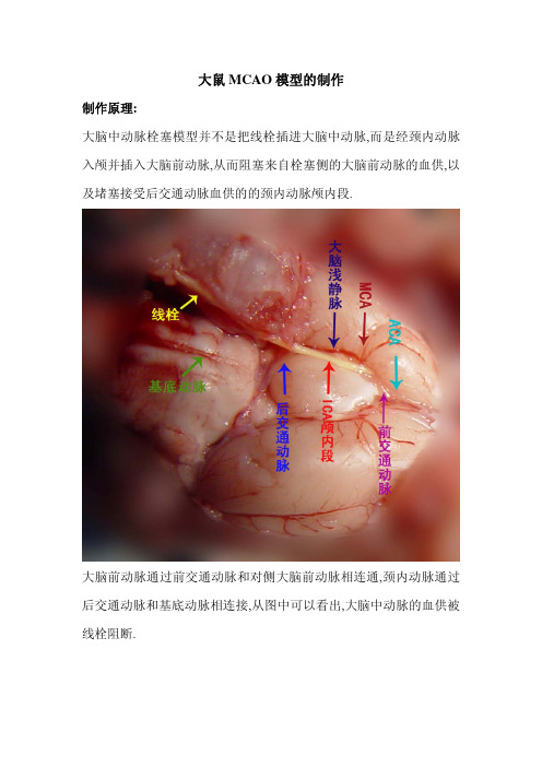 大鼠MCAO模型制作学习(第二版)