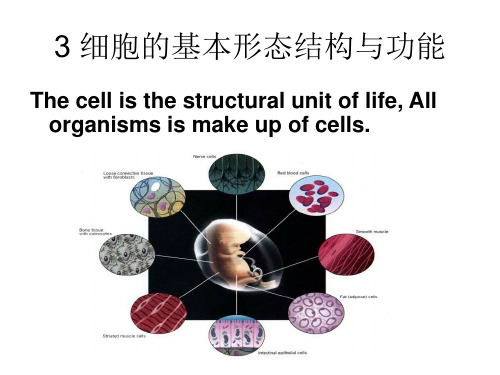 细胞的基本形态结构及功能