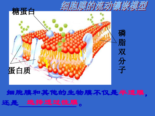 人教生物必修1第4章第2节生物膜的流动镶嵌模型 (1)