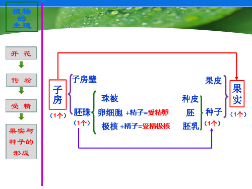 苏科版八年级上册生物 19.2植物的生长发育 课件(18张ppt)