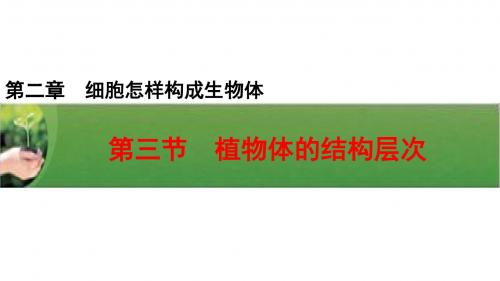 人教版七年级生物上册第二单元第二章教学课件：2.2.3植物体的结构层次 (共22张PPT)