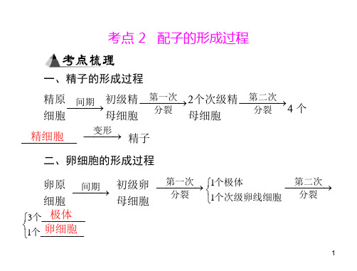 专题六考点2配子的形成过程PPT演示文稿