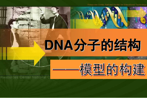 人教版高中生物必修二《DNA分子的结构》说课课件(共29页PPT)