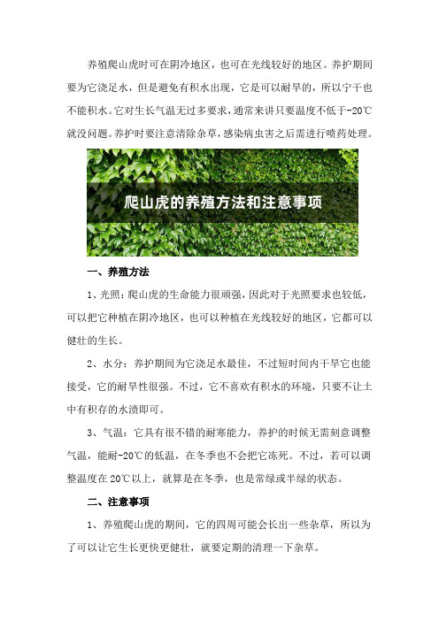 爬山虎的养殖方法和注意事项,施肥过量怎么办