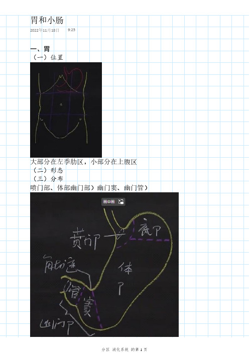 医学解剖-解剖课学习手记-消化系统-胃和小肠