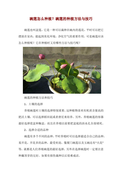 碗莲怎么种植？碗莲的种植方法与技巧