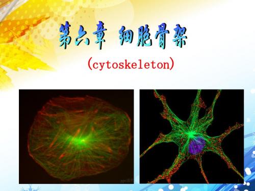 细胞骨架  ppt课件