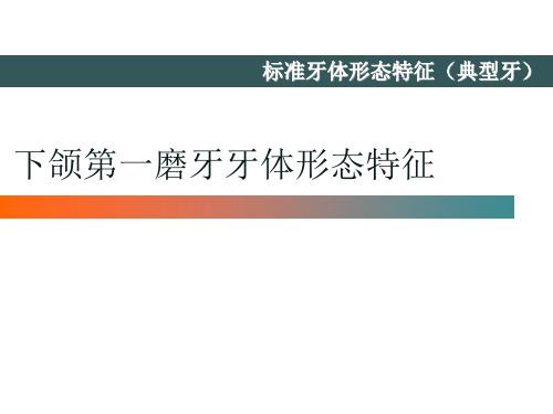 下颌第一磨牙牙体形态简述