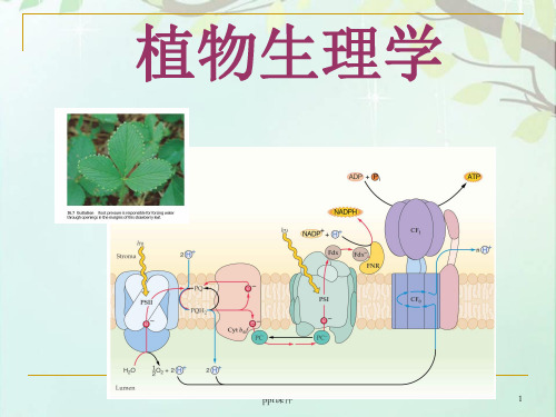 植物生理学--绪论  ppt课件