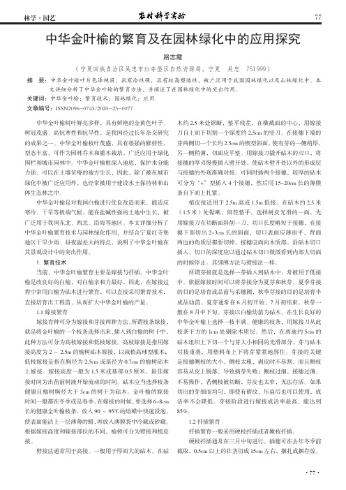 中华金叶榆的繁育及在园林绿化中的应用探究