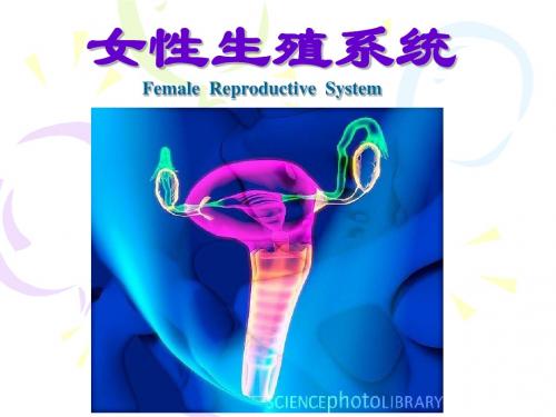 女性生殖系统PPT课件