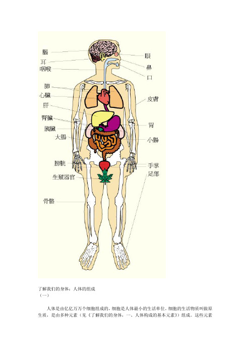 人体结构