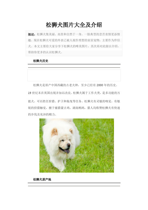 松狮犬图片大全及介绍