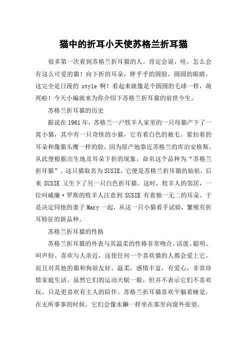 猫中的折耳小天使苏格兰折耳猫