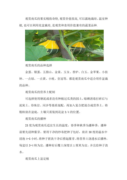 观赏南瓜如何盆栽种植